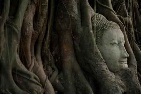 Buddha's head in tree Fotos Stock