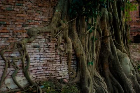 Buddha's head in tree Fotos Stock