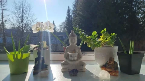 Buddhas meditation 스톡 동영상 229539685