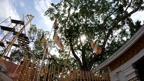 Buddhist flags and old large Bodhi tree view from below, scaffolding for the rec Stock Footage 111313865