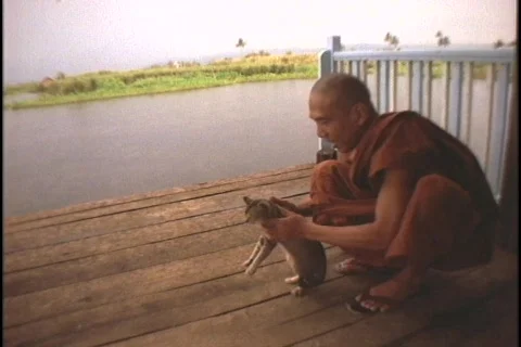 A Buddhist monk teaches a cat to hurdle his hands. Stock Footage