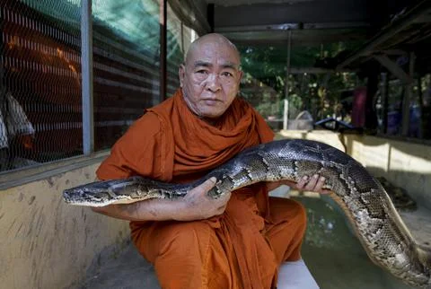 Buddhist monk turns monastery into snake sanctuary to fight smuggling in Myanmar Stock Photos