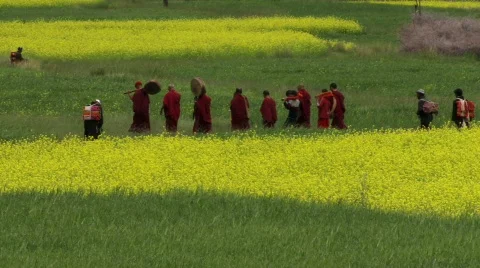 Buddhist monks walking through fields Stock Footage 267867