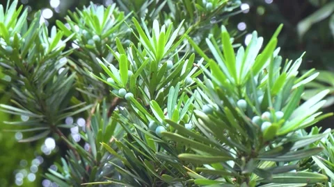 Buddhist Pine Cones Forest Detail Closeup Stock Footage 320942025