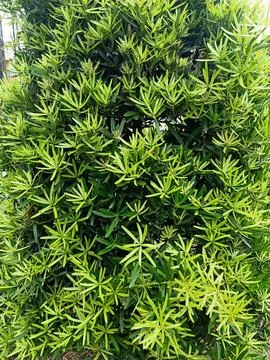 Buddhist Pine Plant Stock Photos