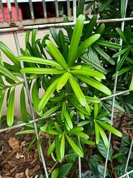 Buddhist Pine Plant Stock Photos