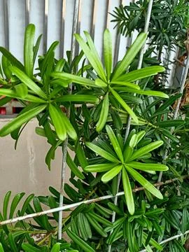 Buddhist Pine Plant Stock Photos