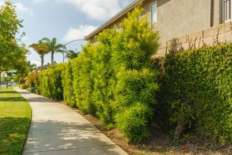 Buddhist Pine, Plum Pine, or Kusamaki ( Podocarpus macrophyllus). Medium-si.. Stock Photos