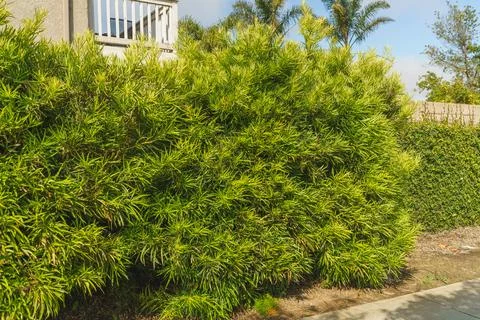 Buddhist Pine, Plum Pine, or Kusamaki ( Podocarpus macrophyllus). Medium-si.. Stock Photos