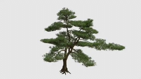 Buddhist Pine Tree blowing in the wind. Alpha Channel. Loop Animation Stock Footage 276691762