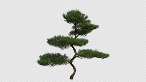 Buddhist Pine Tree blowing in the wind. Alpha Channel. Loop Animation Video stock 316209319