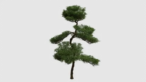 Buddhist Pine Tree blowing in the wind. Alpha Channel. Loop Animation Stock Footage 316209532