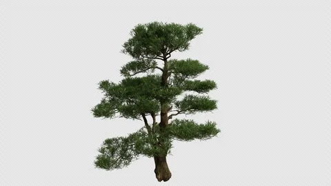 Buddhist Pine Tree blowing in the wind. Alpha Channel. Loop Animation Stock Footage 316210222