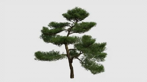 Buddhist Pine Tree blowing in the wind. Alpha Channel. Loop Animation Stock Footage 316210243