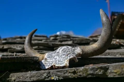 Buddhist scripts written on the head of yak. Yak horn Stock Photos