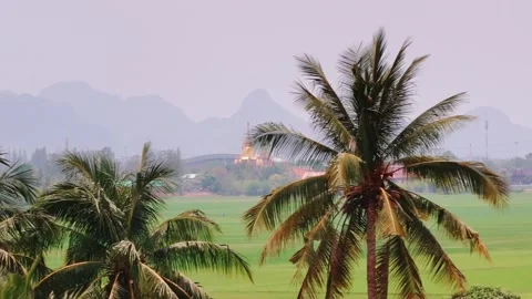 Buddhist temple view through tropical palm trees and rice fields with mountains Stock Footage 309439743