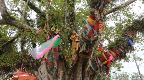 Buddhist tree blessed tracking Video stock 46274255