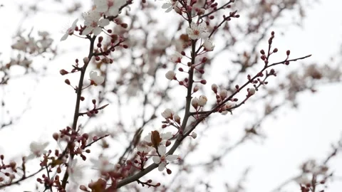 Budding Almond Blossoms Stock Footage 267031138