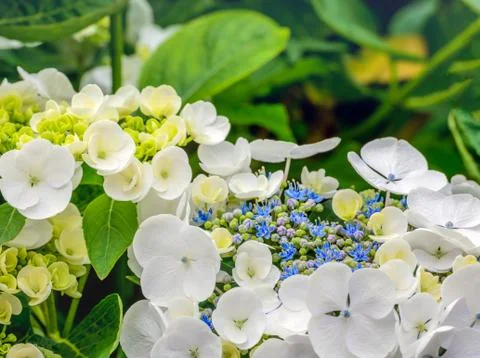 Budding and flowering Hydrangea macrophylla plant from close 写真素材