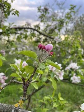 Budding Apple Blossom on Tree Branch Stock-Fotos