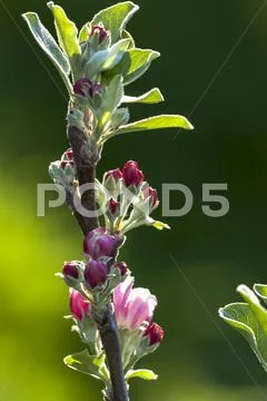 Budding Apple Tree Stock Photos