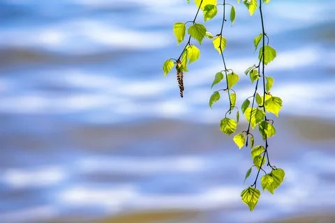Budding birch leaves in the early spring on a background of water 스톡 사진