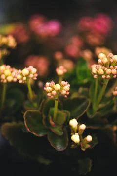 Budding Blooms at Twilight Stock Photos