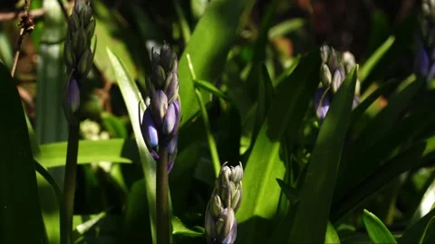 Budding Bluebell flowers in dappled sunlight background Vídeo Stock 332605490