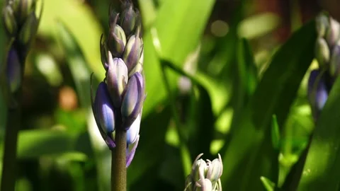 Budding Bluebell flowers in dappled sunlight background Video stock 334107975