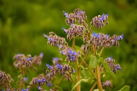 Budding Borage Stockfoto's