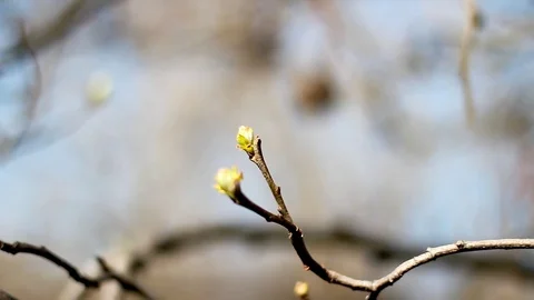 Budding branch and then the focus changes to the decayed fruit in the backgro Stock Footage 99116794