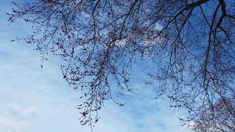 Budding Branches on Tree Swaying Stock Footage 126650098