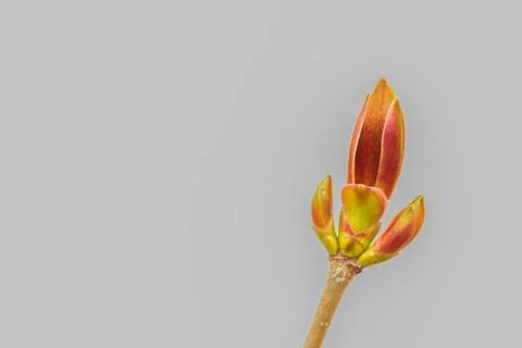 The budding bud of the top of the branch is close-up on a gray background. Stock Photos