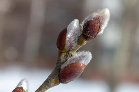 Budding buds 02 스톡 사진