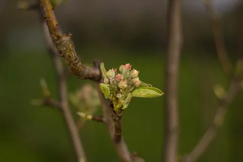 Budding buds on apple tree in spring nature Stock Photos