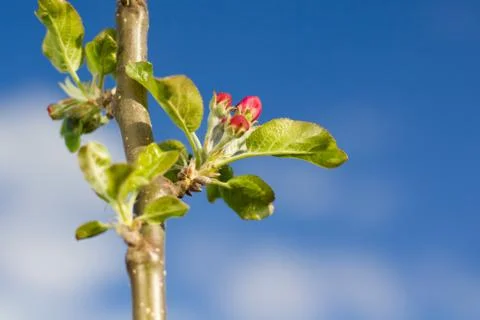 Budding buds on apple tree in spring nature. Foto stock