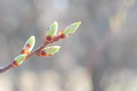 Budding buds on a branch Photos