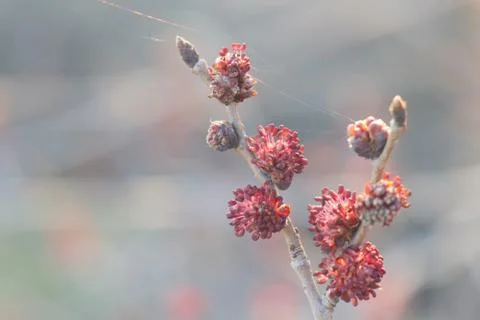 Budding buds on a branch Stock-Fotos