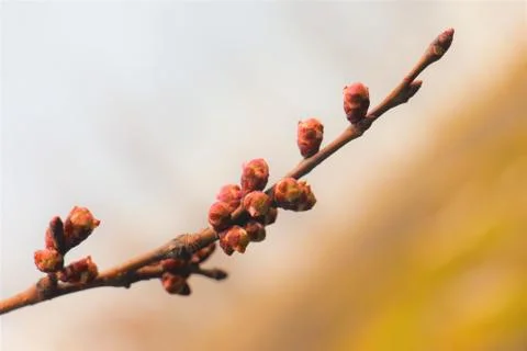 Budding buds on a branch Stock-Fotos