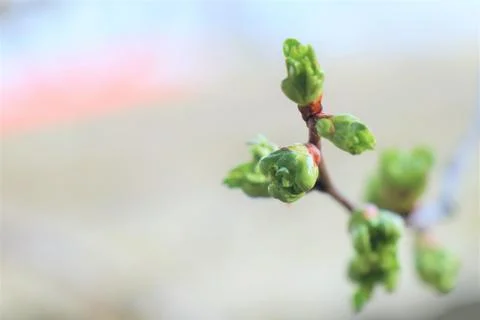 Budding buds on a branch Foto stock