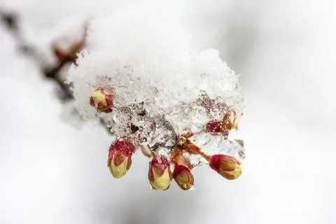 Budding buds on a branch of a plum tree in the snow, shallow depth of field Stock Photos