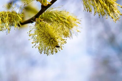 Budding buds on a tree against a blue sky. Young green leaves in close-up in  Stock Photos