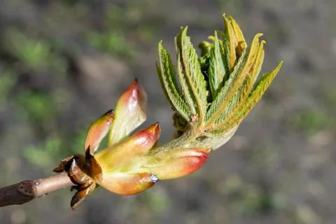 Budding buds on a tree against a forest background. Young green leaves in clo Stock Photos