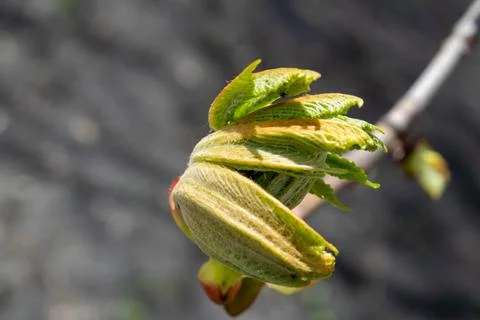 Budding buds on a tree against a forest background. Young green leaves in clo Stock Photos