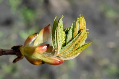 Budding buds on a tree against a forest background. Young green leaves in clo Stock Photos