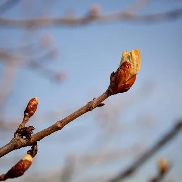 Budding buds on a tree branch Stock Photos