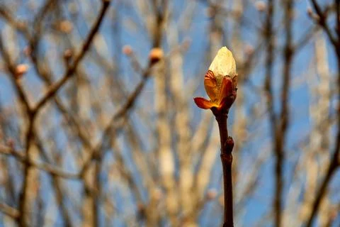 Budding buds on a tree branch Stock Photos