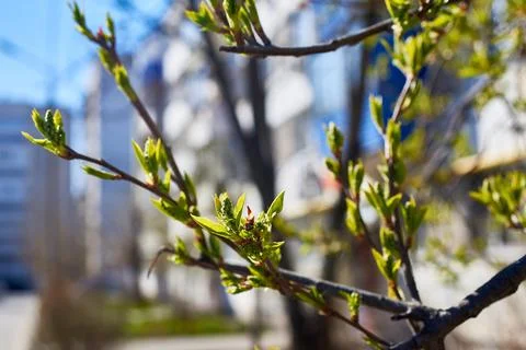 The budding buds of the tree. New green leaves. The awakening of life in the Stock Photos
