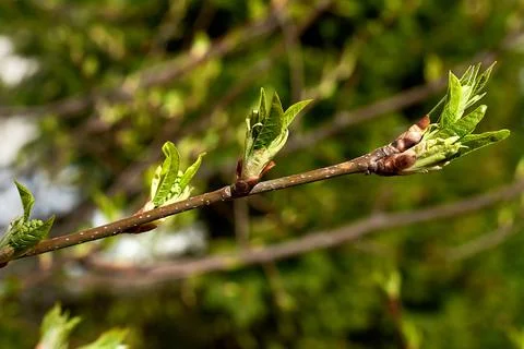 The budding buds of the tree. New green leaves. The awakening of life in the Stock Photos
