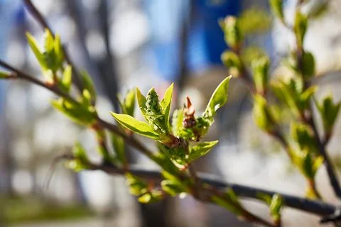 The budding buds of the tree. New green leaves. The awakening of life in the Stock Photos